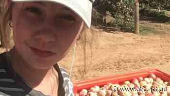 Now the border is open, will the backpackers return to work on farms?