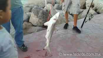 Pescan tiburón en la escollera de Miramar - La Tarde