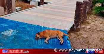 Alarmante envenenamiento de caninos en Playa Miramar - Hoy Tamaulipas