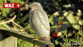 Hobbyfotograf aus Witten gelang seltenes Sperber-Foto - Westdeutsche Allgemeine Zeitung