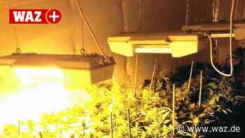 Witten: Angeklagter betrieb Drogenplantage im Schlafzimmer - Westdeutsche Allgemeine Zeitung