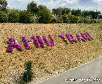 Soppressione isole ecologiche, Amiu: «Sono le indicazioni del Comune di Trani» - Trani news24city