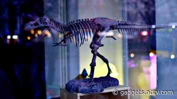 30-Feet Long Dinosaur Skeleton, Said to Belong to a New Species, Found in US