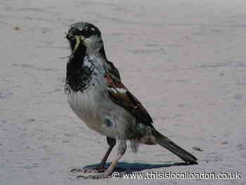 Nature Notes: Decline of the house sparrow