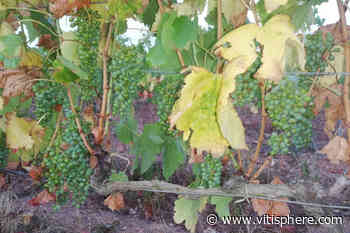 Avis de sécheresse sur le vignoble du Roussillon - Vitisphere.com