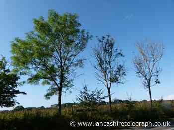 Thousands of trees to be planted to create ‘Rossendale Forest’