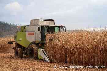 Mais kann dieses Jahr erst sehr spät geerntet werden - Breisach - Badische Zeitung