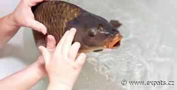 Foreigners living in the Czech Republic react to carp and other Christmas traditions - Expats.cz - Latest news for Prague and the Czech Republic