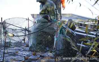 'Forever chemical' raises questions about carp pulled from Lake Winona - Echo Press