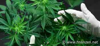 SynBiotic-Aktie +28 Prozent: Hauck & Aufhäuser belässt Cannabis-Aktie SynBiotic auf 'Buy'