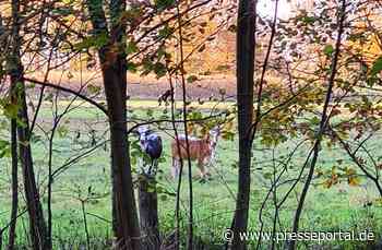 POL-DH: --- Rinder auf der Flucht in Raum Sulingen - Polizei Twistringen sucht Eigentümer von Fahrrädern und Zubehör --- - Presseportal.de