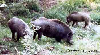 CRONACA – Chieri e Andezeno-Arignano, due incidenti provocati dai cinghiali - CentoTorri
