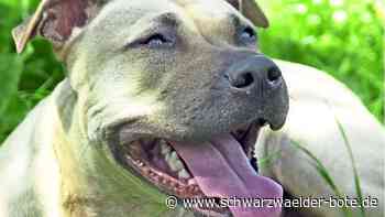 Auch wegen Beißattacke: Altensteig führt Kampfhundesteuer ein