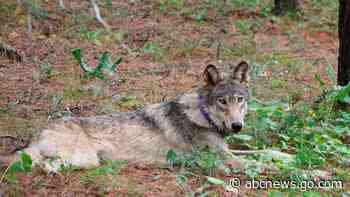 Oregon-born gray wolf dies after 'epic' California trek