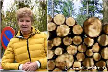 Tot 1.000 euro voor omzagen gezonde boom, Tielt voert als eerste boombelasting in