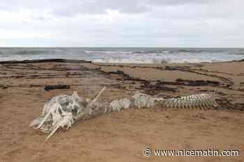 Une étrange carcasse de deux mètres de long découverte sur une plage à Fréjus