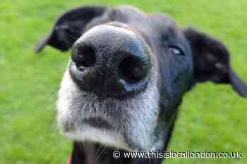 Pandemic causes issues in dog purchasing