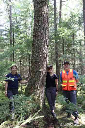 532-Year-Old Hemlock Discovered in Hubbards Is The Oldest Tree In The Maritimes - CKBW