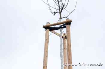 Diskussion um Baumspende: Wie giftig ist Sophora japonica? - Freie Presse