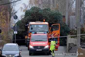 Reichenbach holt Weihnachtsbäume - Freie Presse