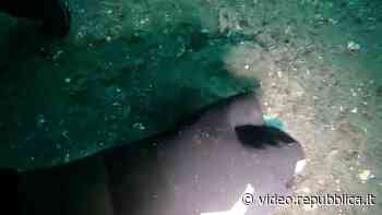 Nel Lago di Garda 25 metri quadri di rifiuti arrivati dalle fogne: la scoperta dei sub del Wwf - Repubblica TV