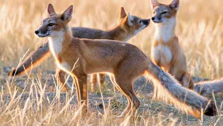 'Predators do have a place in the prairies': Albertan photographs endangered Swift Foxes
