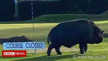 Pigs injure golfer and force Lightcliffe Golf Club closure
