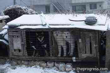 South Korea to launch task force on banning dog meat – Chilliwack Progress - Chilliwack Progress