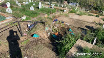 Erba alta e sporcizia al cimitero dei Rotoli di Palermo, la denuncia di un lettore e le foto del degrado - Giornale di Sicilia