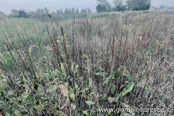 Erba nera e gas, ma accanto si coltiva «Si fa finta di nulla» - Giornale di Brescia