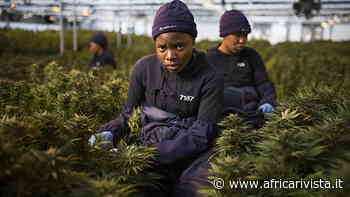 L'erba buona del Lesotho - Rivista Africa