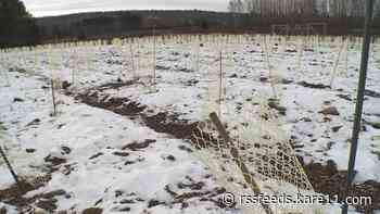 'Assisted migration' helps trees move so forests survive climate change