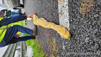 La Stradale di Parma trova un pitone morto in una piazzola della A1 - La Repubblica