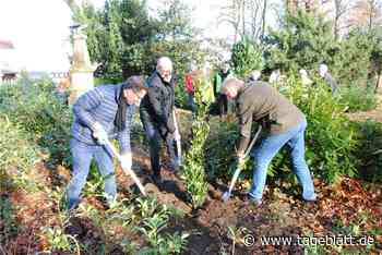 Wo in Stade jetzt der „Baum des Jahres“ wächst - Stade - Tageblatt-online