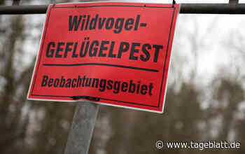Geflügelpest: Tote infizierte Wildgans am Drochterser Elbstrand gefunden - Landkreis Stade - Tageblatt-online