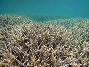 Climate Change Will Destroy Environments, Create New Ones, and Undermine Efforts To Protect Sea Life