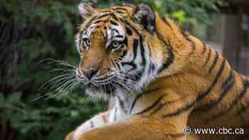 Tiger matchmaking: Calgary zoo pairs its female Amur tiger with new mate - CBC.ca