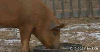 ‘No harm on the farm’: Grow Calgary launches animal rescue program - Globalnews.ca