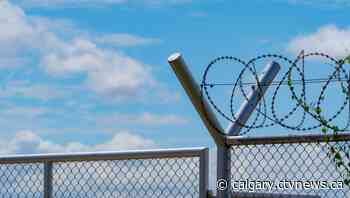 Suspect escapes police in south Calgary only to become trapped in razor wire - CTV News Calgary