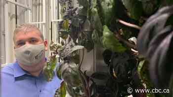 Calgary's large indoor veggie farms aim to match the price of California imports - CBC.ca