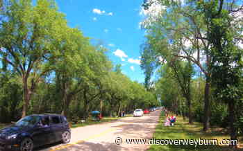 Weyburn's Dutch Elm Disease Problem: How Bad Is It? - DiscoverWeyburn.com