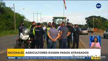 Productores de maíz en Los Santos exigen el pago de más de 2 millones de dólares - TVN Panamá