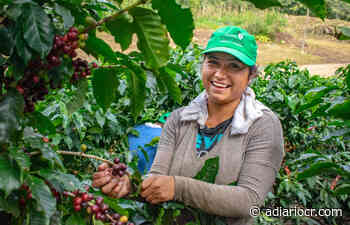 Zona de los Santos celebra cosecha de café con festival intercultural - aDiarioCR.com