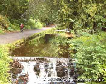 Vote for Friends of Sunnyhurst Woods to win share of £20,000 - last few days