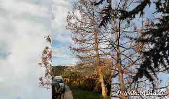 Sora – Alberi fuori dall'ospedale: cittadini chiedono lumi - TG24.info