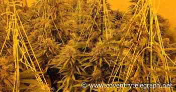 Hundreds of plants seized in raid on Coventry cannabis factory - Coventry Live