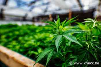 Factcheck: nee, Canadese cannabisverkoop komt niet grotendeels van illegale producenten