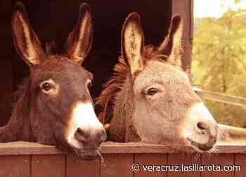 Con video, activistas muestran maltrato en carrera de burros de Orizaba - La Silla Rota