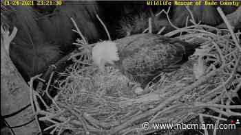 Mama Bald Eagle Lays Her First Egg at Zoo Miami