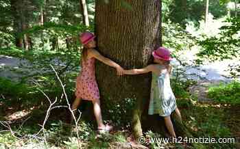 Formia: le iniziative per la Giornata nazionale degli alberi - h24 notizie - portale indipendente di news dalla provincia - h24 notizie
